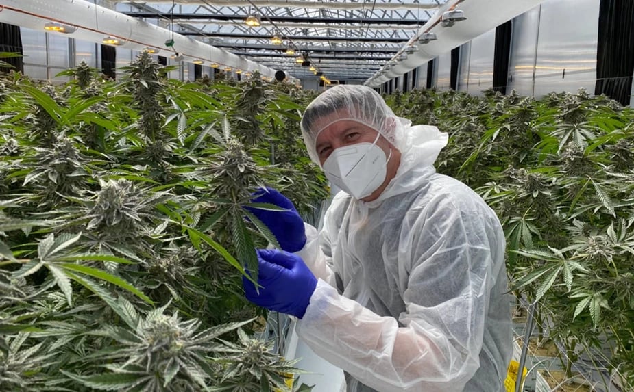New Zealand’s first cannabis flower products hit pharmacy shelves