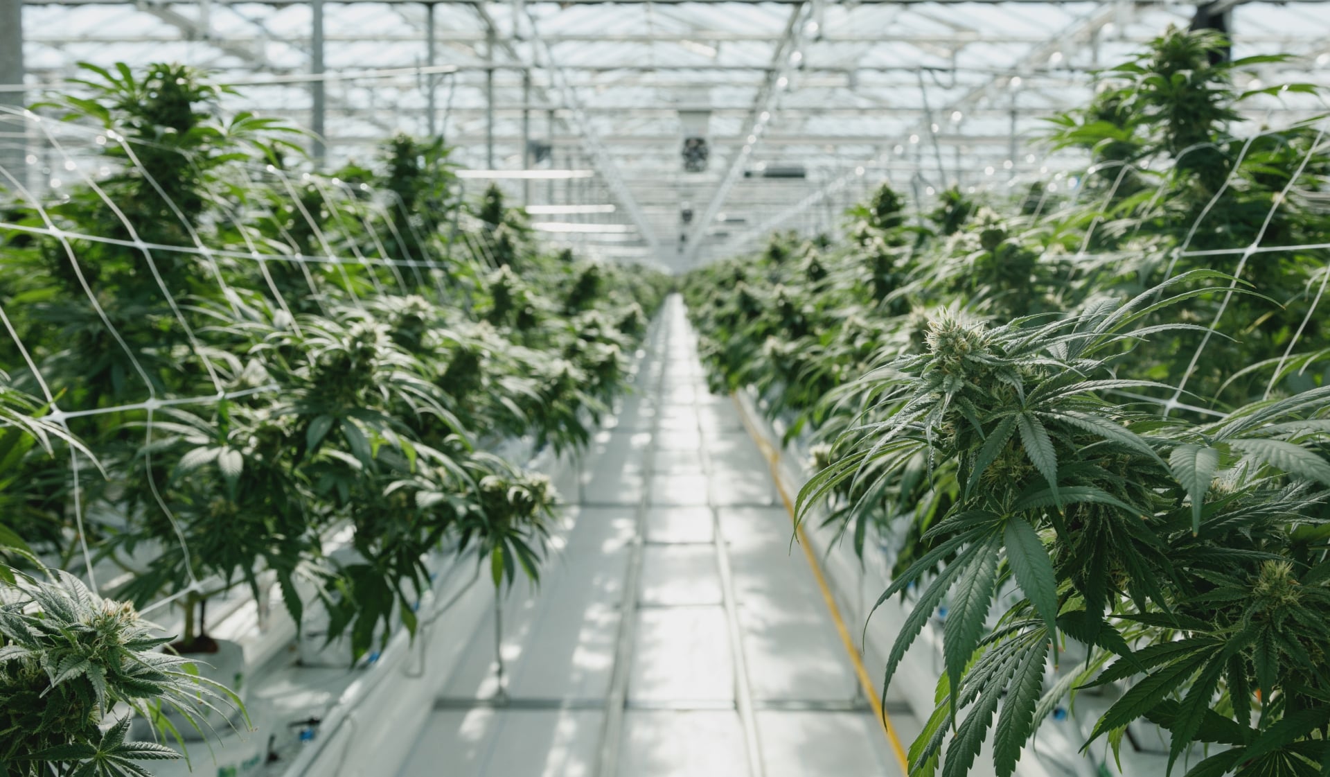 Pure Sunfarms extends pot research partnership with Simon Fraser University