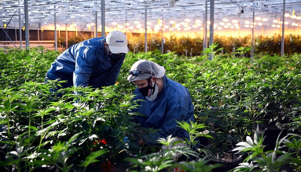 TerrAscend stock soars on profitable annual earnings