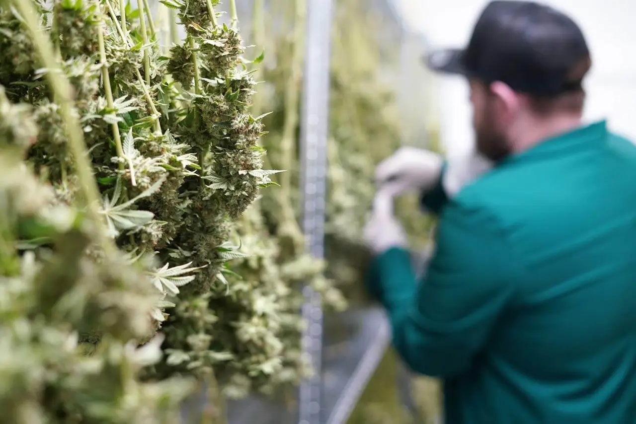 Rose LifeScience adds another Quebecois micro-producer to its craft collective