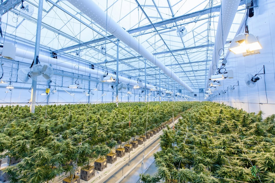 Global Cannabis Industry