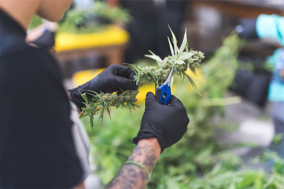 Mendo signs exclusive distribution agreement with NOYA Cannabis