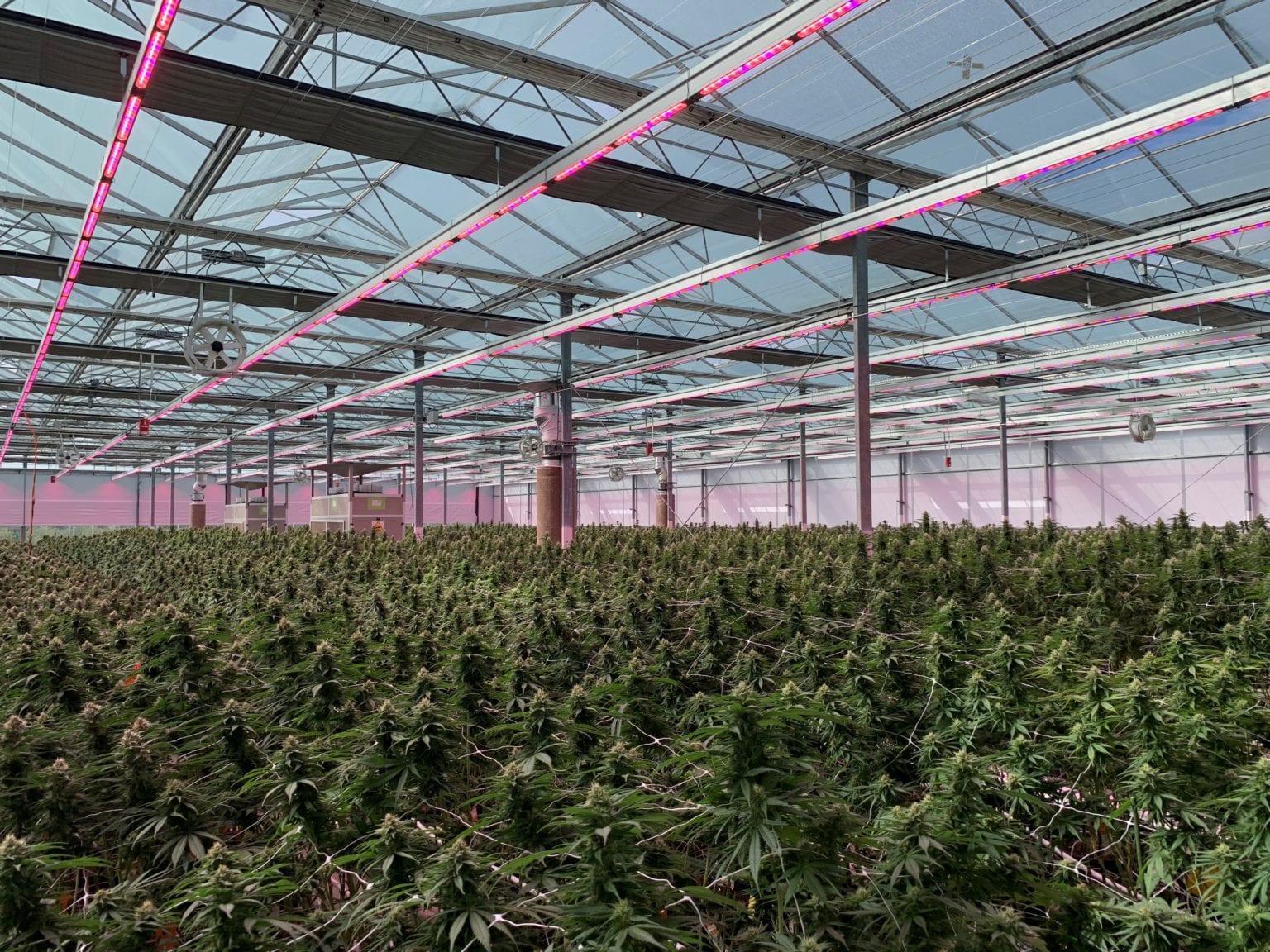 Rubicon receives certification standard for medical cannabis production