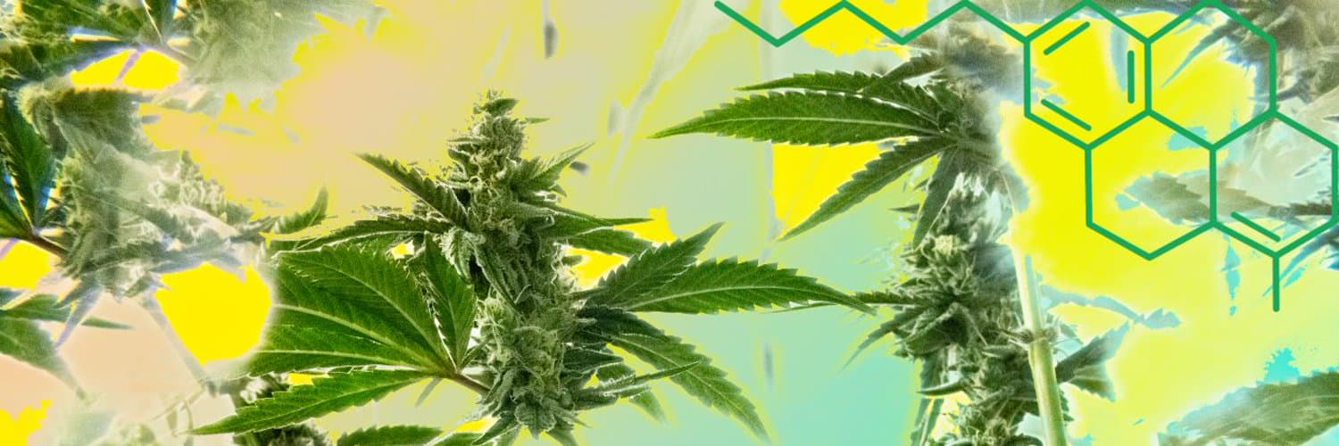 Phinest Cannabis set to move into new super-facility