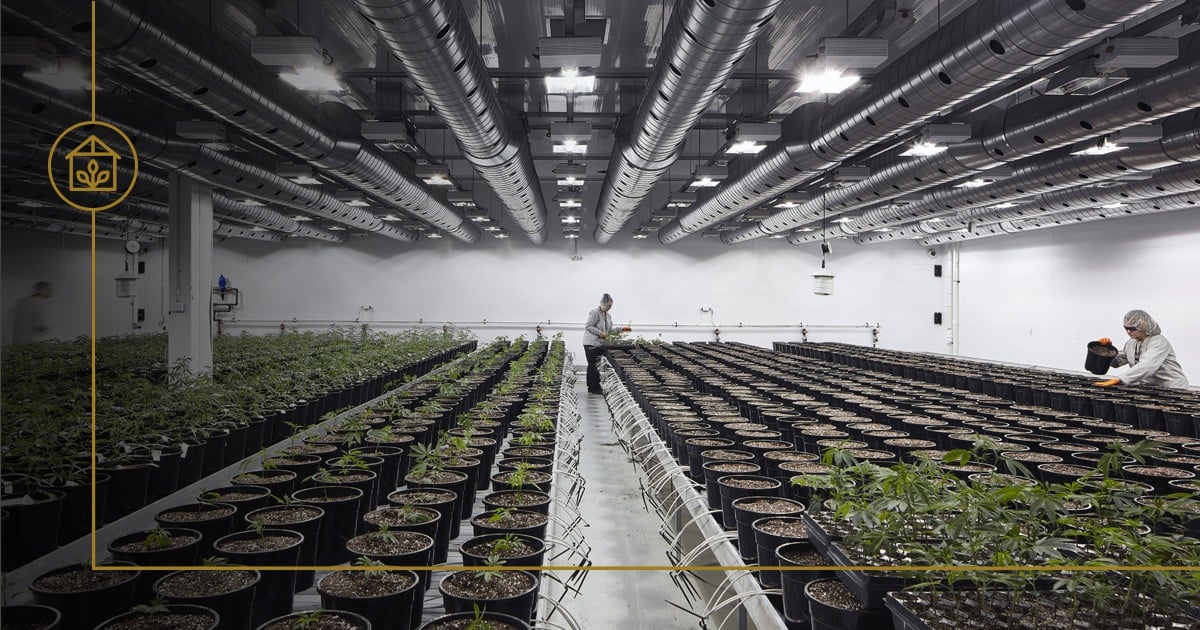 Canopy Growth kicks off summer with hard-hitting beverage promotion initiative