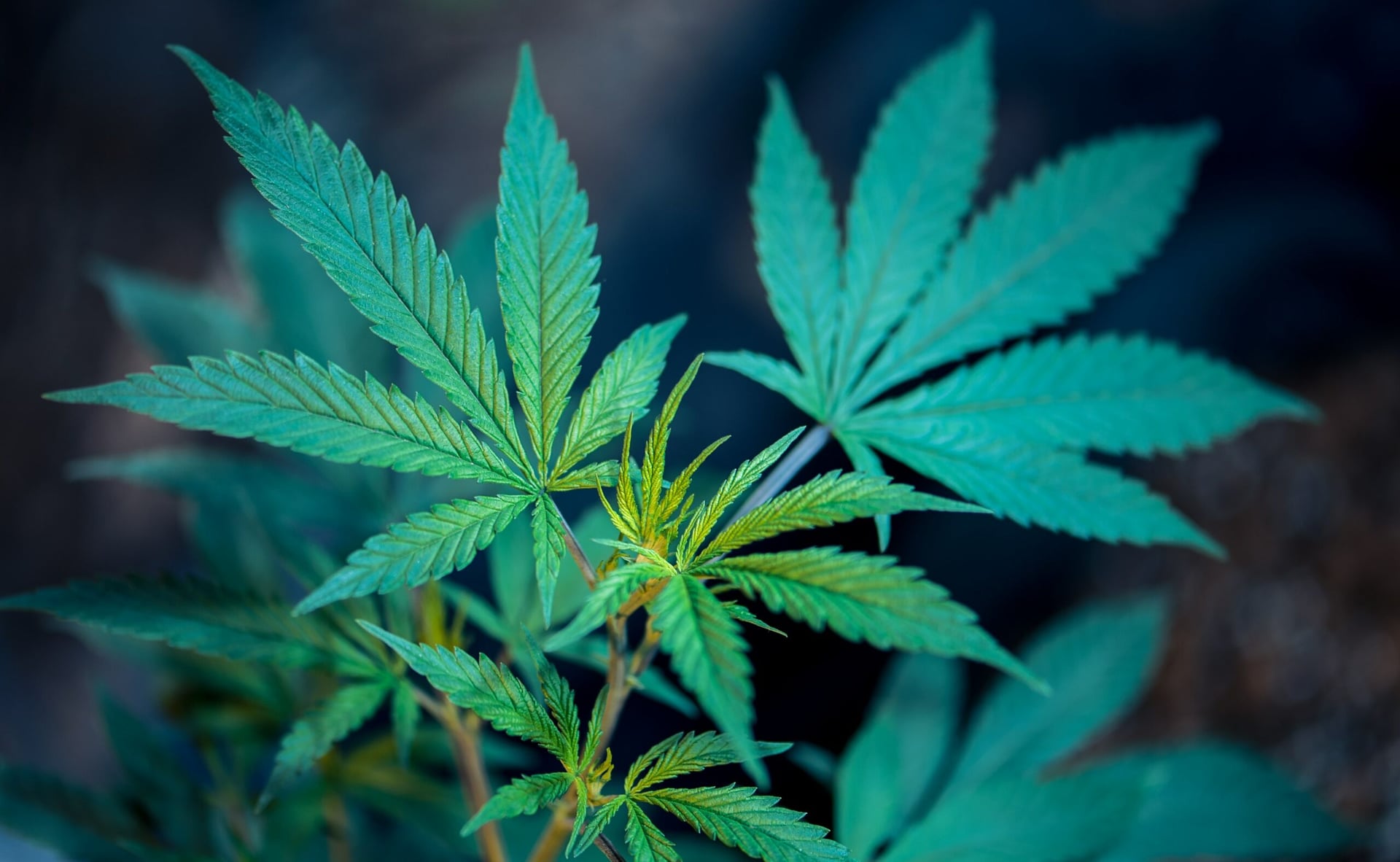 Cannabis regulations need to be improved in a post pandemic context CCSU report