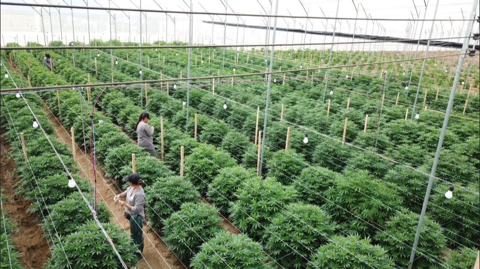 Cantourage and Clever Leaves join forces to distribute cannabis in Germany
