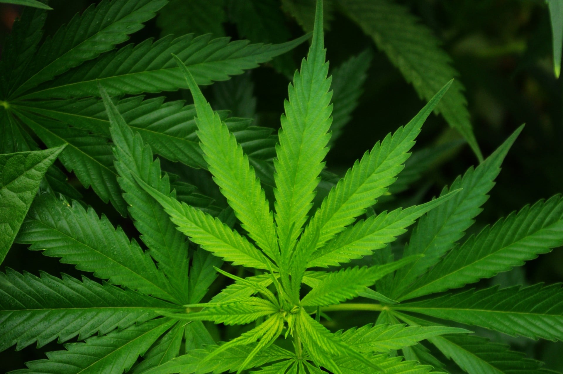 Pervasip and a Korean university to develop $40M hemp regulation project