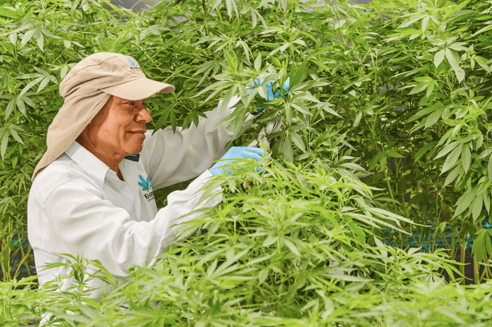 Khiron reaches new medical revenue records in Q1