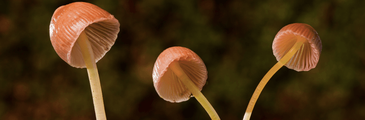 Psilocybin and craft cannabis farmers to gather in B.C.