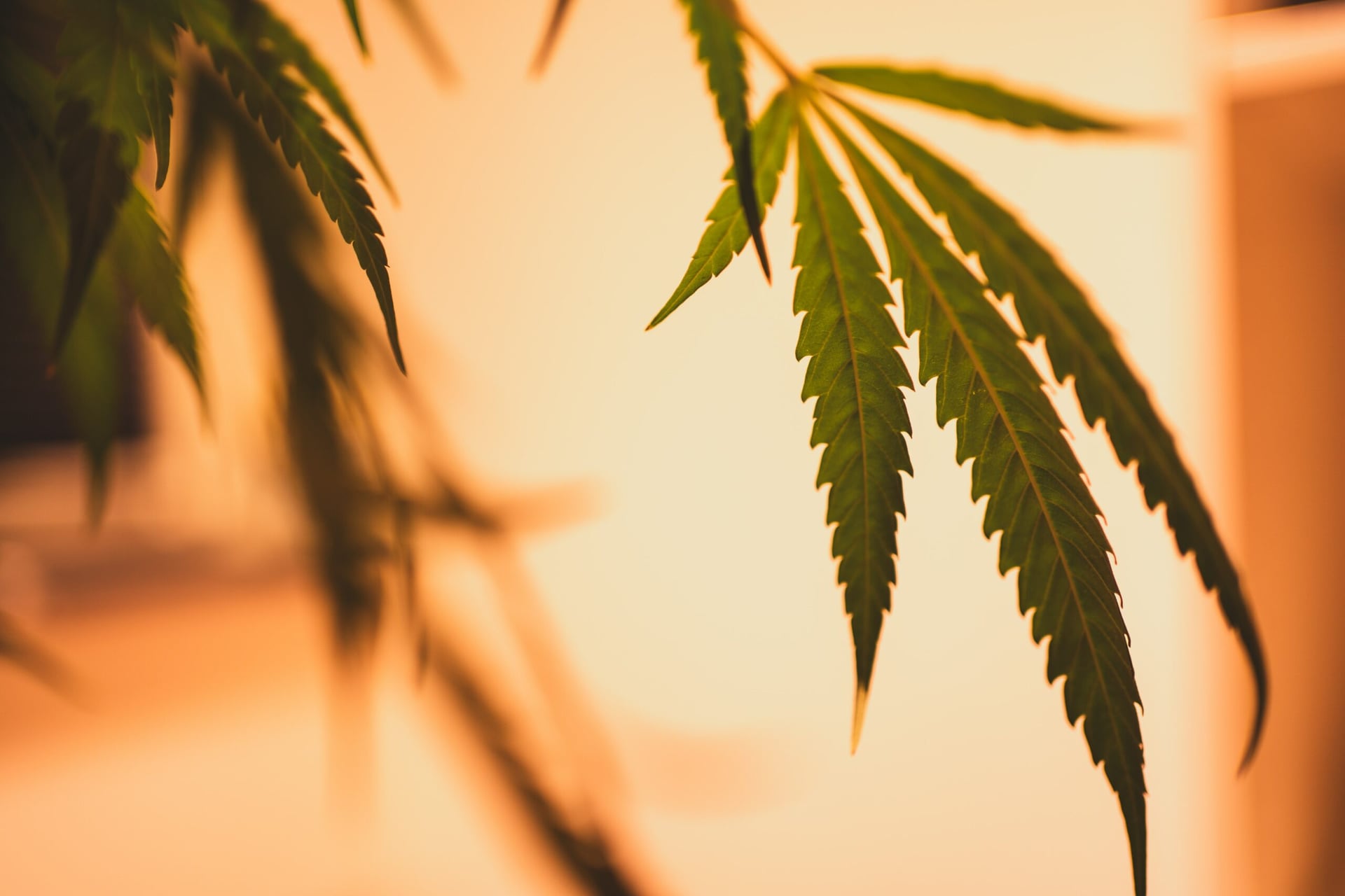 InMed Pharmaceuticals publicizes new peer-reviewed study