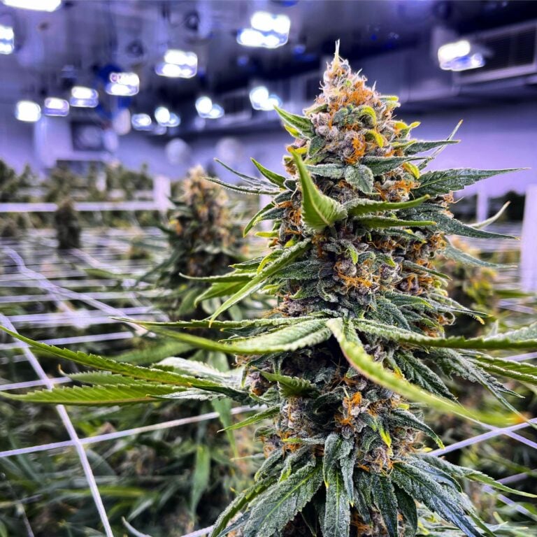 Verano announces partnership supporting clemency for cannabis related offences