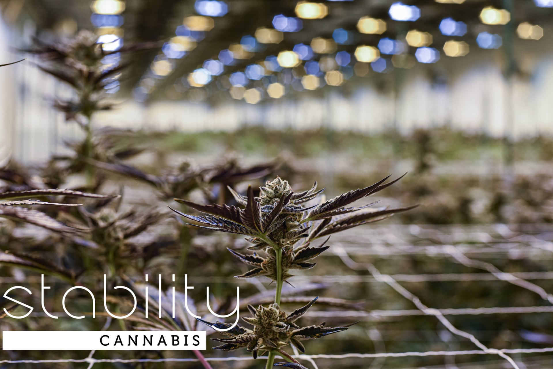 Stability Cannabis dedicates unique cultivar to southern rock album