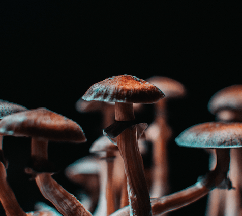 Psychedelics mushrooms
