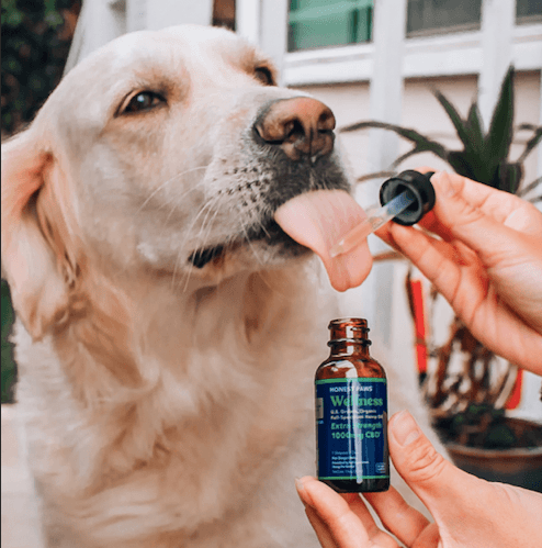 Demand for CBD pet products forecasted to increase: Research and Markets