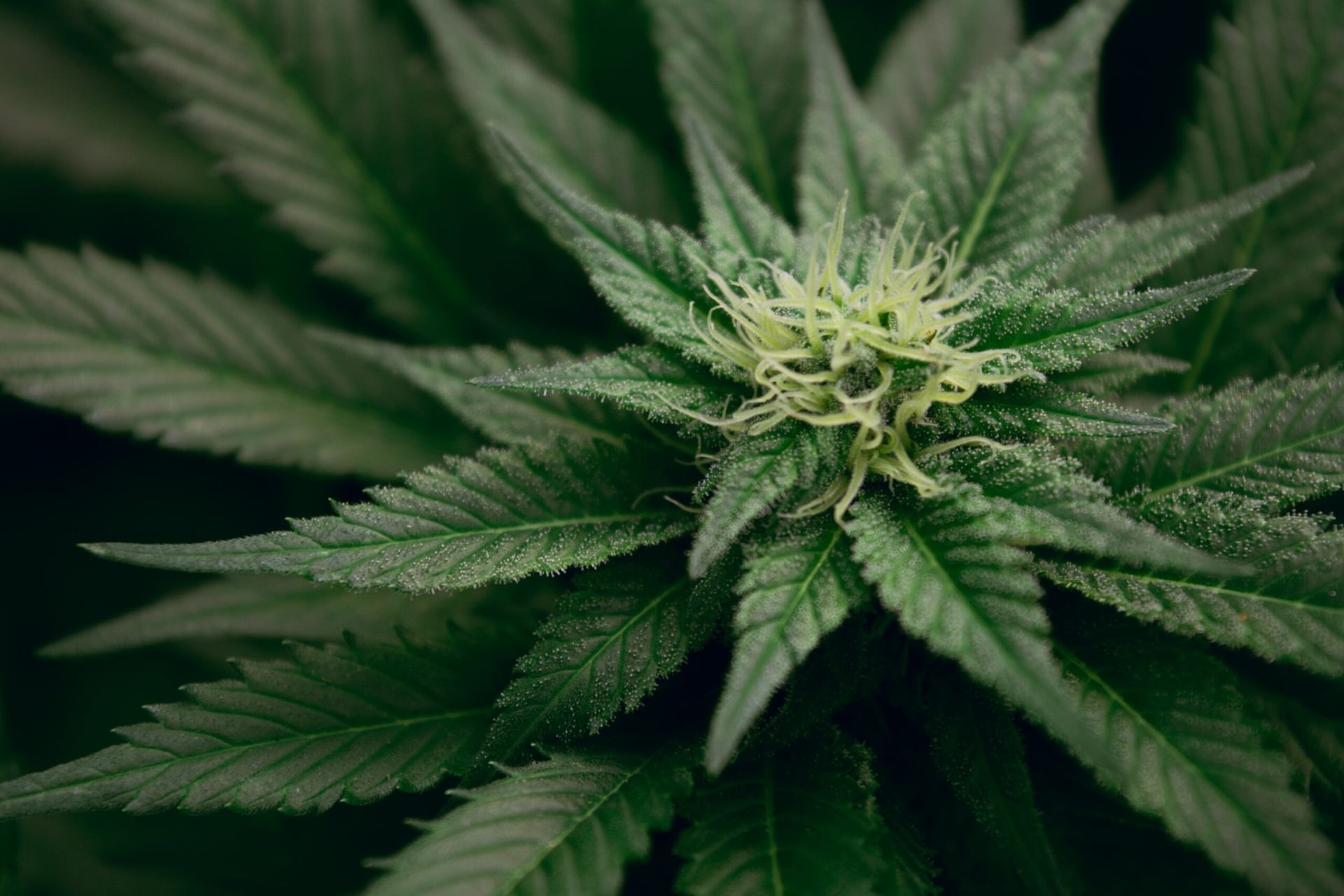 Flowhub teams up with KayaPush for streamlined all-inclusive dispensary software