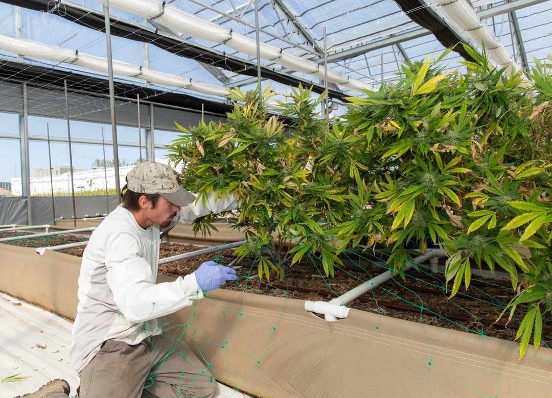 Dartmouth scholars conduct study on energy efficiency for cultivation facilities
