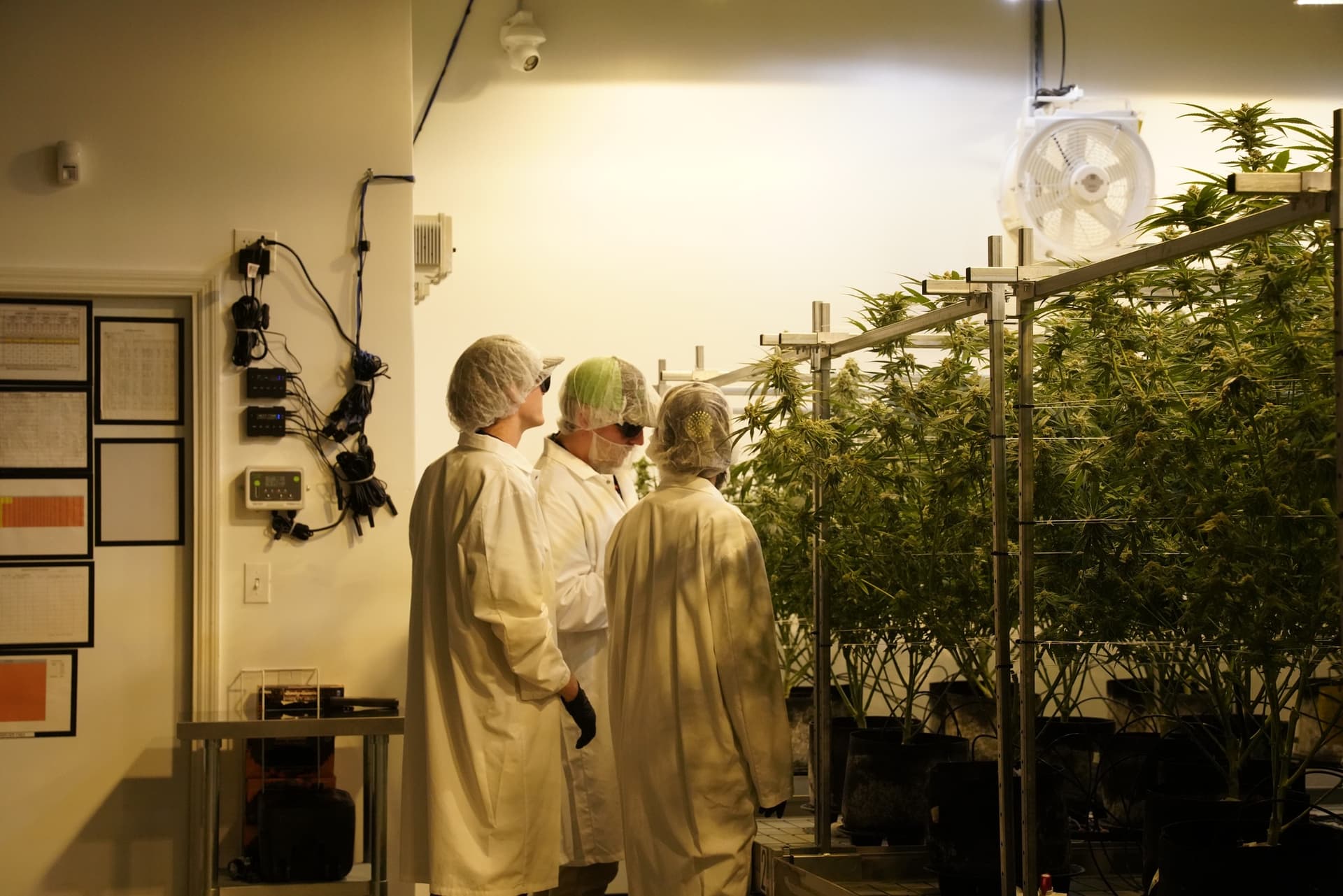 Trulieve announces financial results for Q2