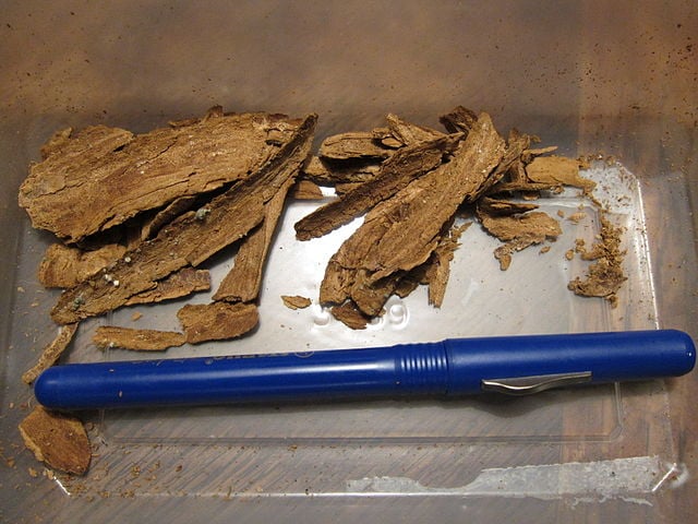 Beond publishes 'Ibogaine: A Clinical Summary'
