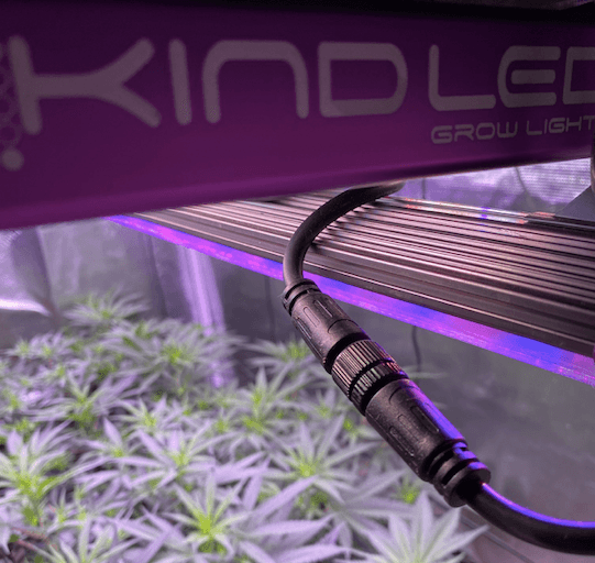 Zen Medicine grows enhanced plants with Kind LED lighting