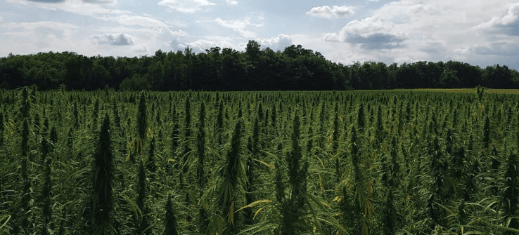 Canntab Therapeutics enters the Nova Scotia cannabis marketplace