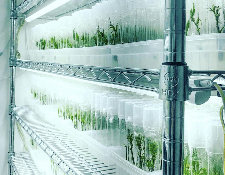Glass House partners with Seed Junky to cultivate exclusive new strains