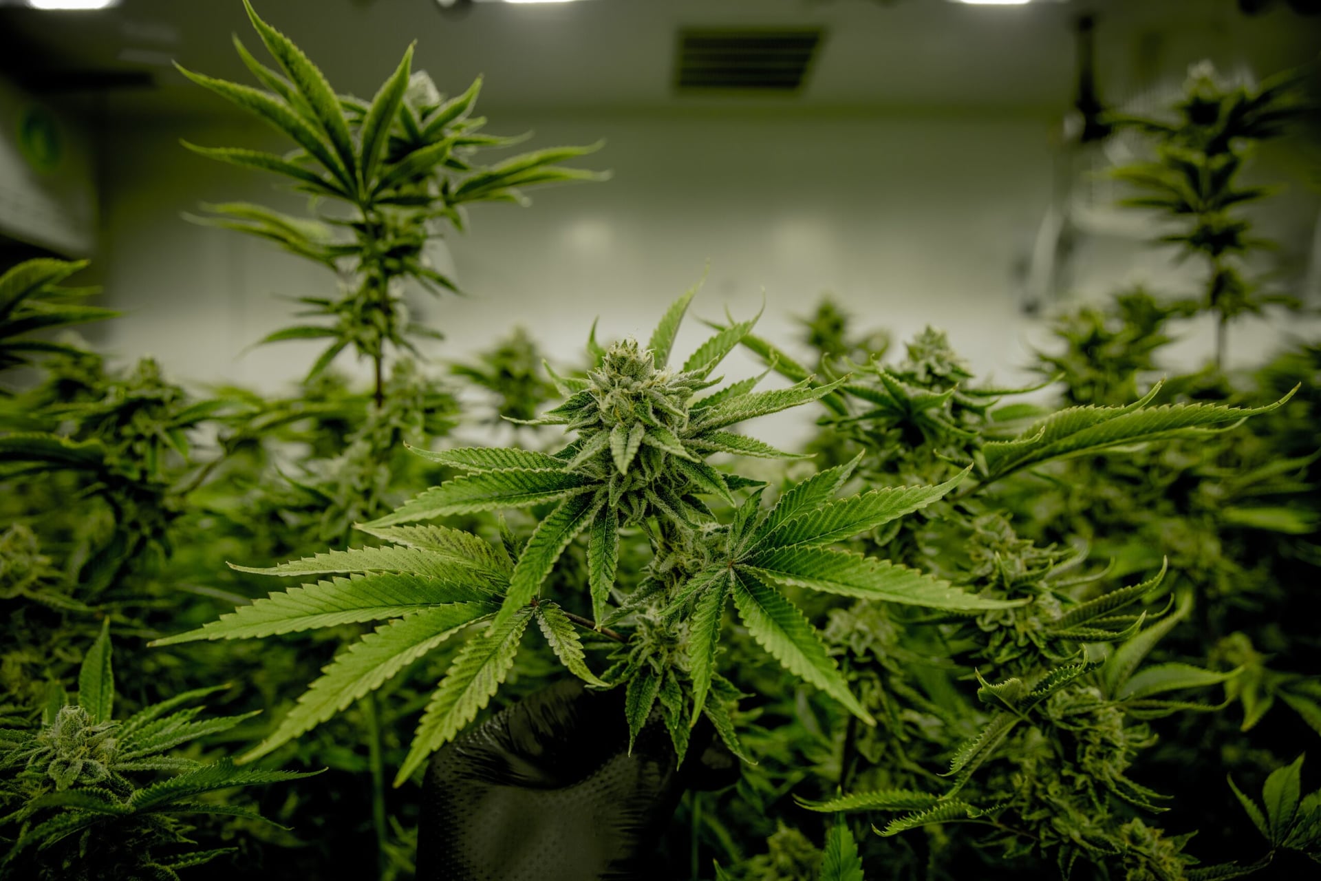 Benzinga Cannabis Capital Conference makes its way to Chicago