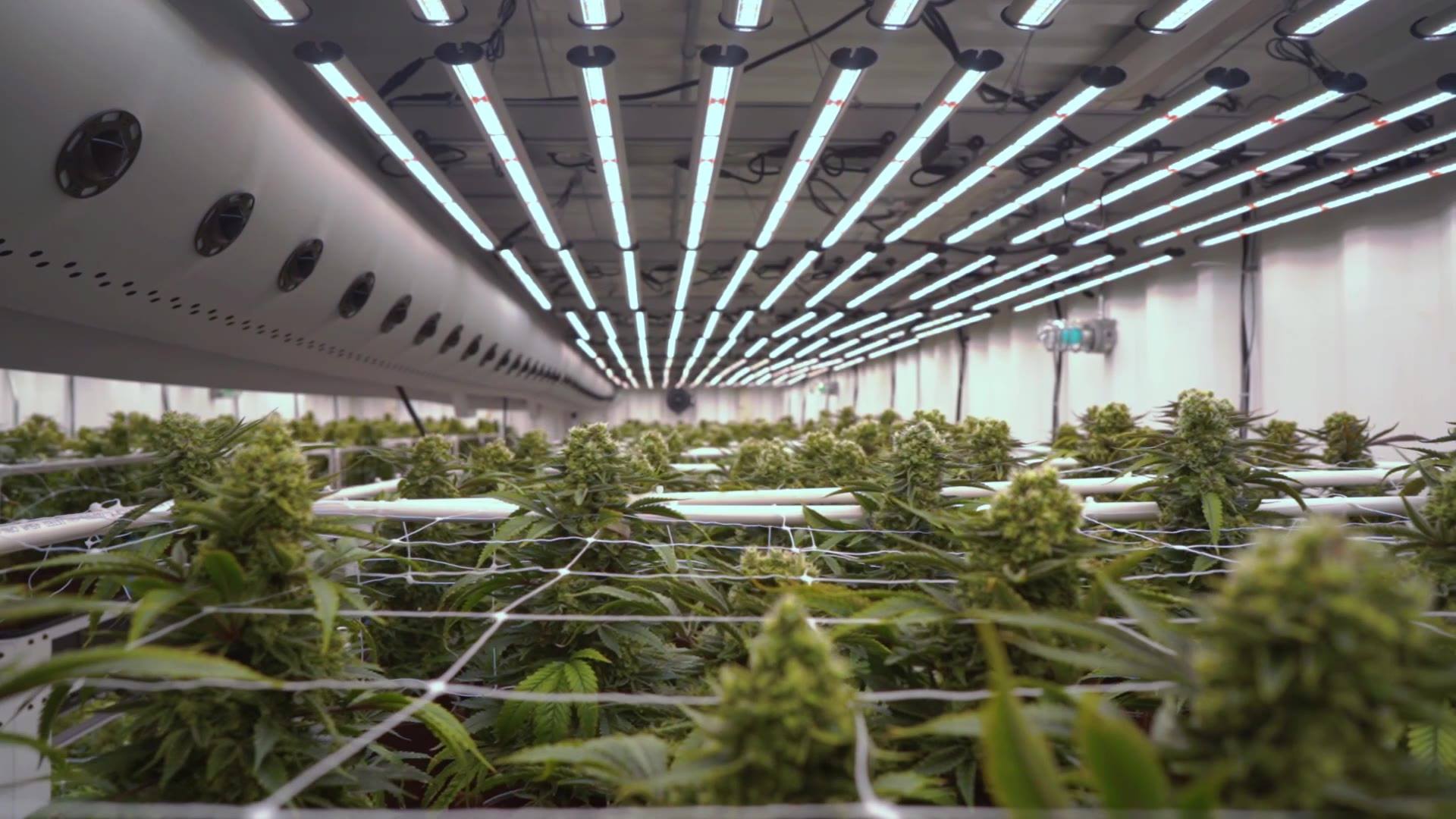 Freedom Cannabis acquires assets of Boaz Pharma