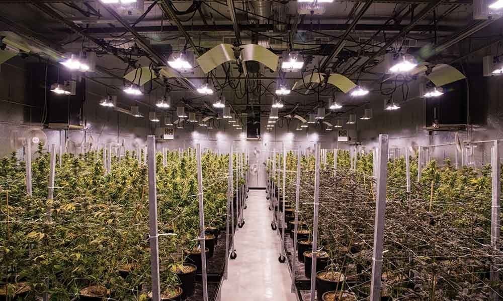 Halo Collective acquires Portland's pot producer Pistil Point