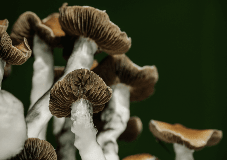 Filament Health administers psilocybin to 14 participants in Health Canada sanctioned clinical trial