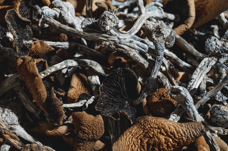 Optimi makes history with gargantuan psilocybin harvest