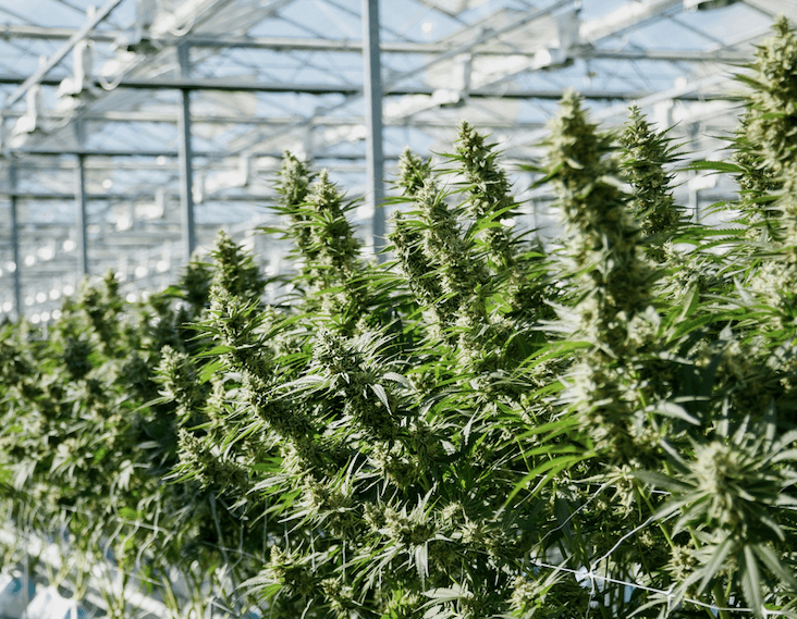 Village Farms receives acclaim from Globe and Mail and Benzinga