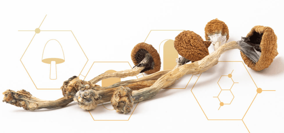 Psyence sends psilocybin mushrooms to Psilo Pharma in Portugal