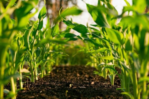 The Mugglehead technology roundup: amazing agricultural innovations edition