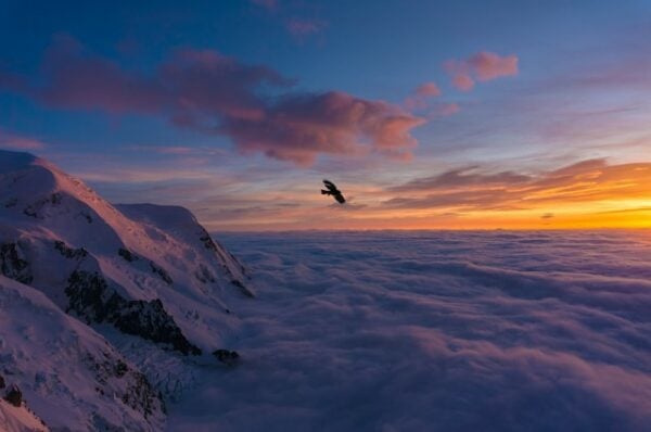 eagle