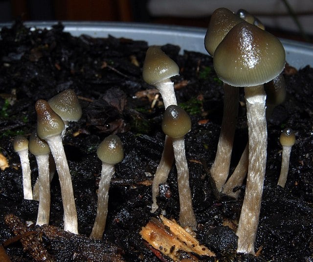 Alberta pioneers psychedelic therapy regulations in Canada