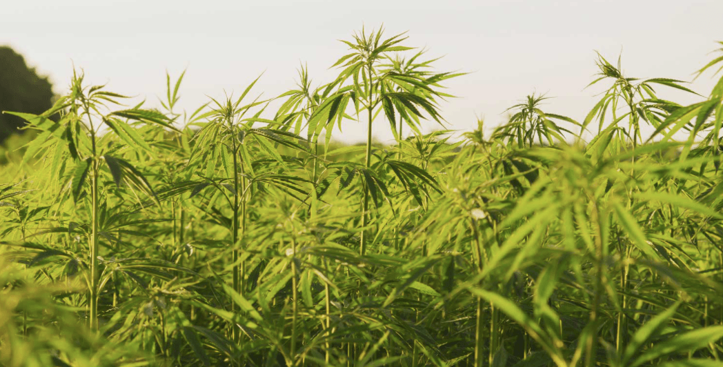 Hemp Inc. observes sharp revenue increase this year