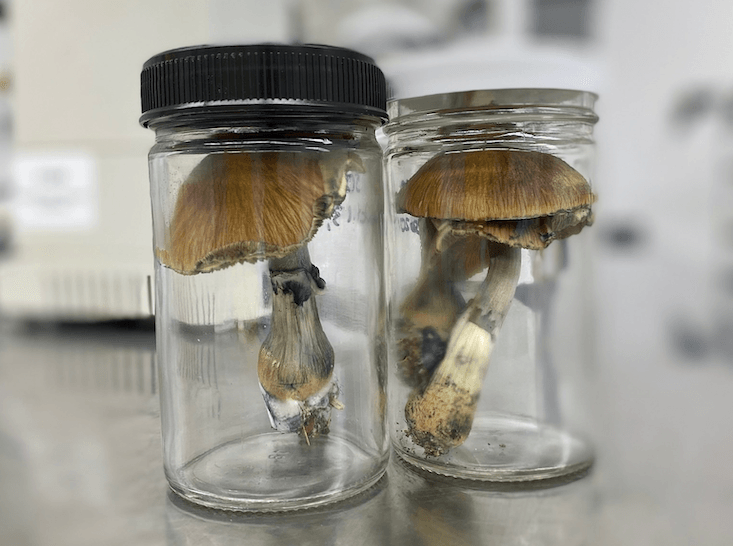 NIH invests $1.5M in psychedelics research for substance use disorders