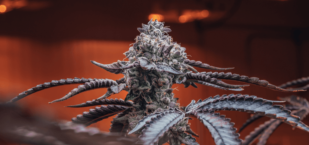 Avant Brands collaborates with IM Cannabis to distribute BLK MKT in Israel