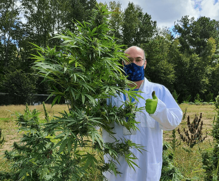 Hemp Inc. raises cultivar yielding high-grade protein in its leaves