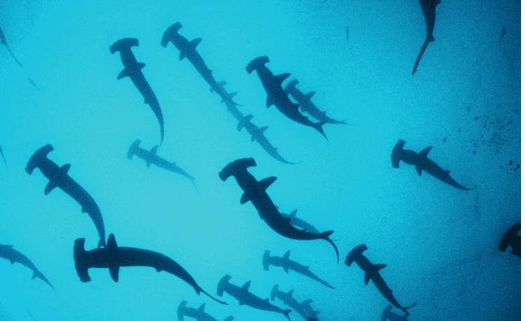 shark