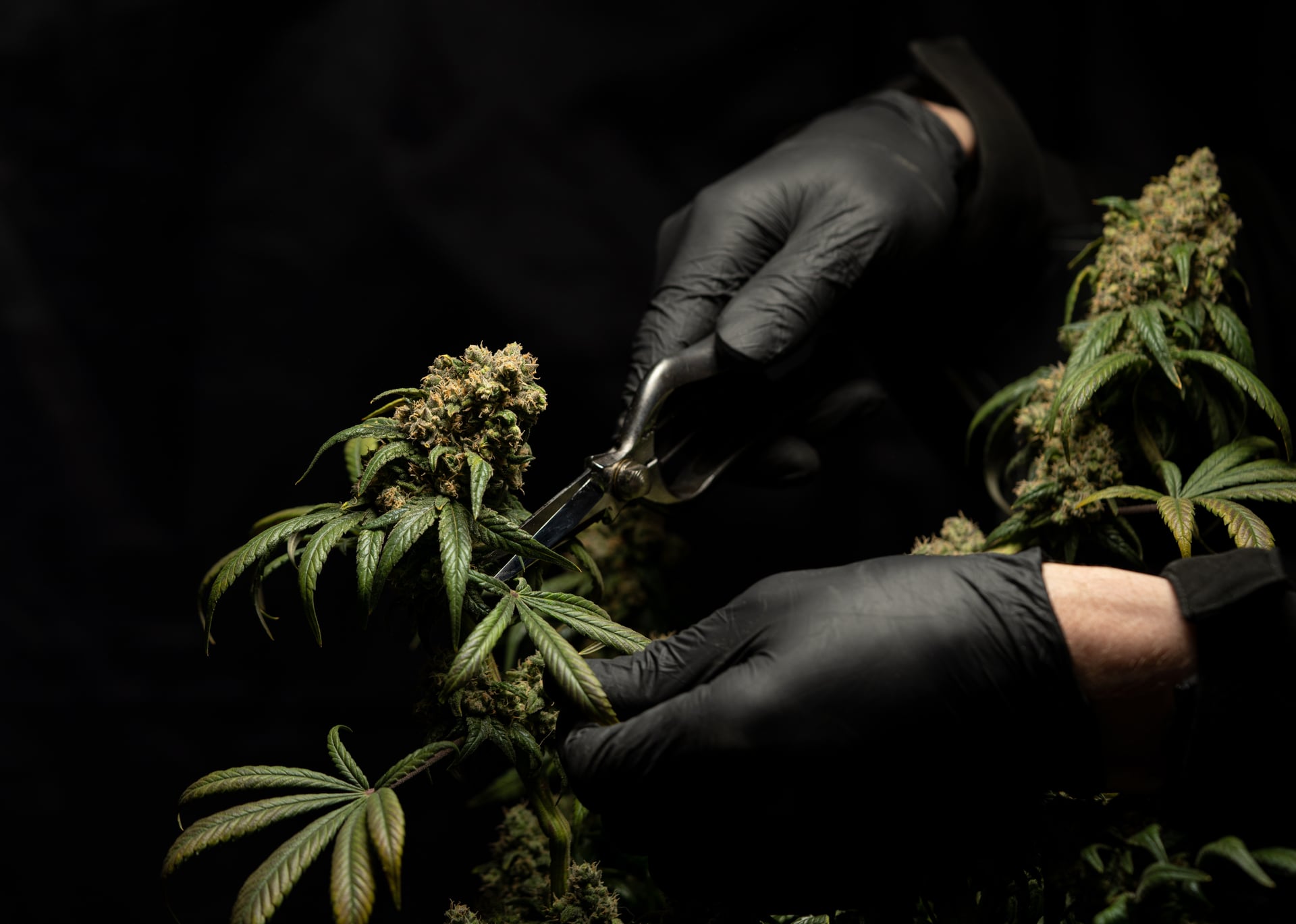 Global cannabis market to be valued at US$168.58B by 2029: DBMR