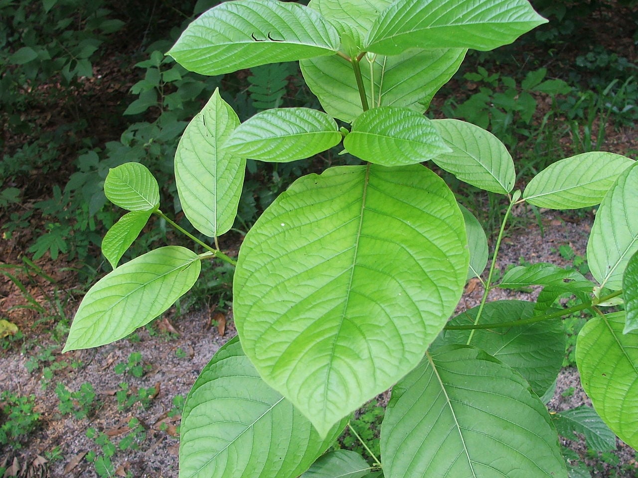 Branded Legacy enters joint venture to start producing kratom