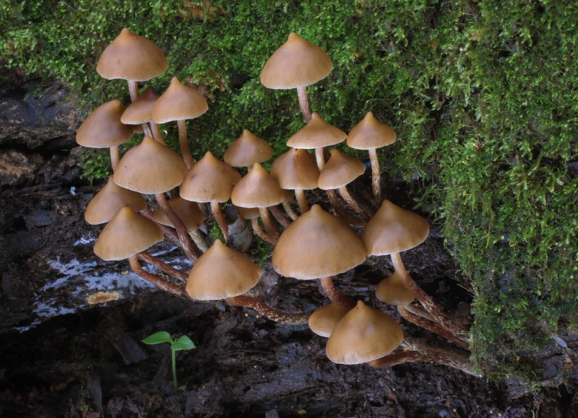 Filament Health to supply psilocybin for federally-funded psychedelics clinical trial