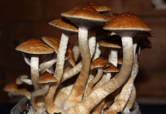 Golden Teacher psilocybin mushrooms