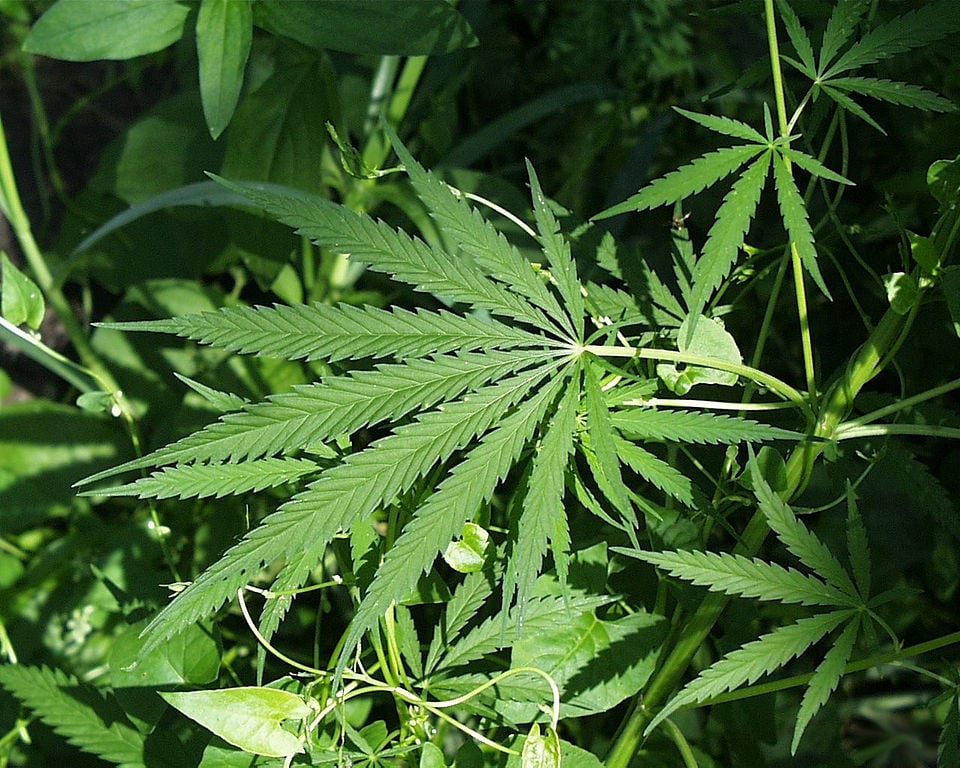 Health Canada receives backlash from industry experts for cannabis act review panel members7