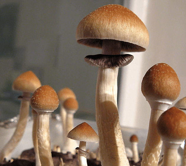 PharmAla and Mindset enter psilocybin distribution agreement