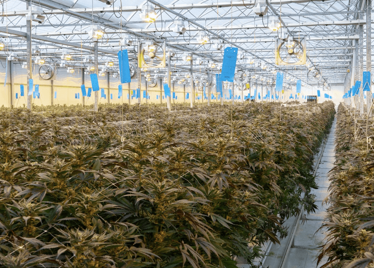 Greenway expands growing space by 3 acres, quadruples product output