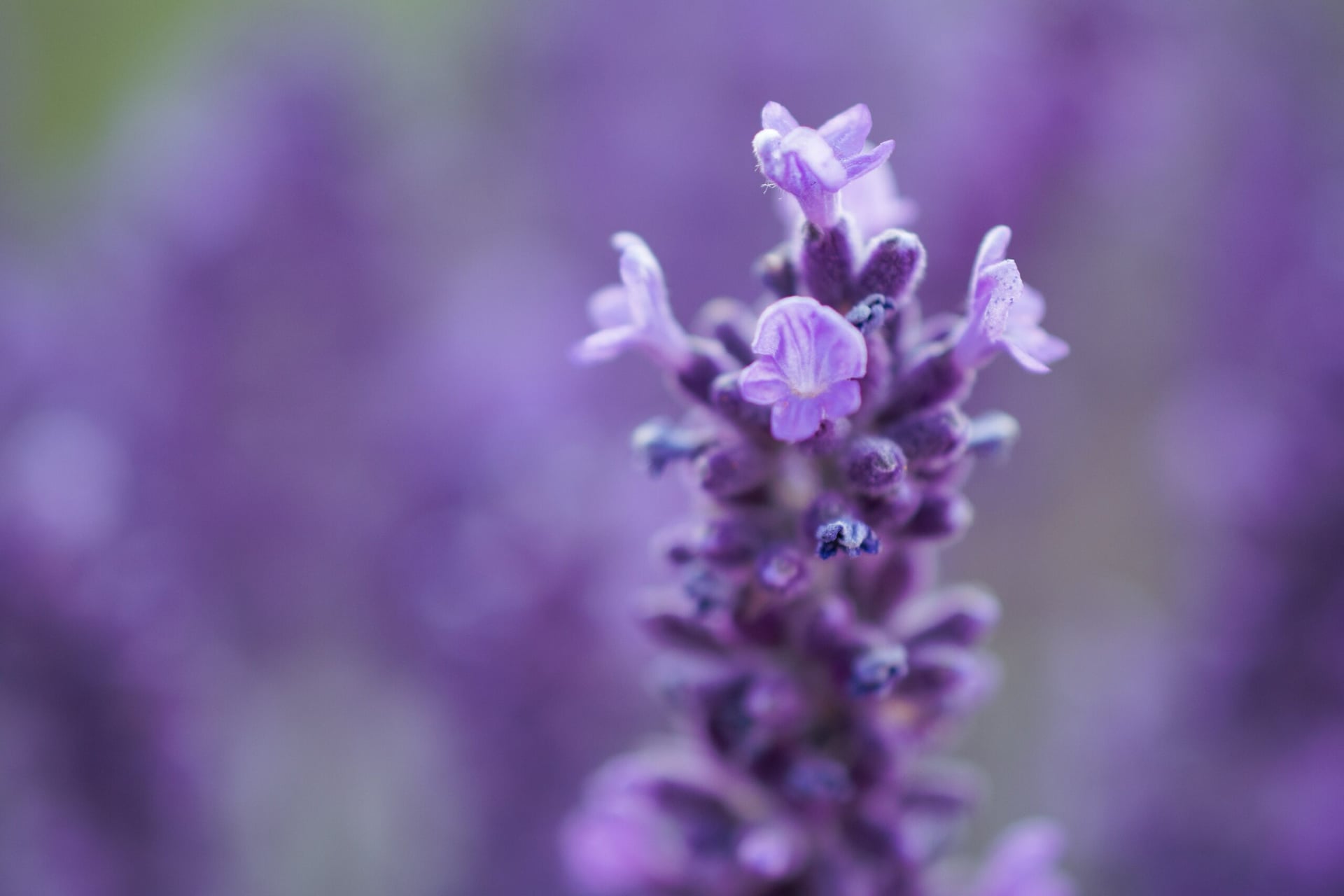 Terpenes and cannabinoids more efficient as anti-inflammatories than NSAIDs