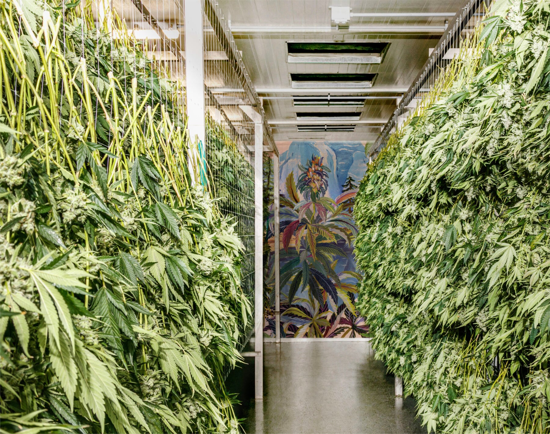 Pure Sunfarms transitioning to hang dry to protect its buds natural structure